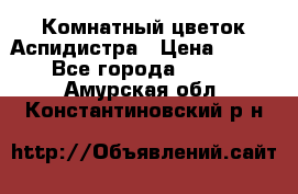 Комнатный цветок Аспидистра › Цена ­ 150 - Все города  »    . Амурская обл.,Константиновский р-н